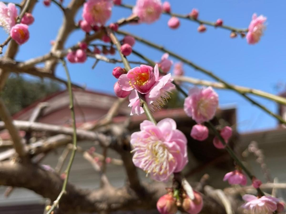 Yuraku Izu-Oshima - Vacation Stay 44721V Zewnętrze zdjęcie