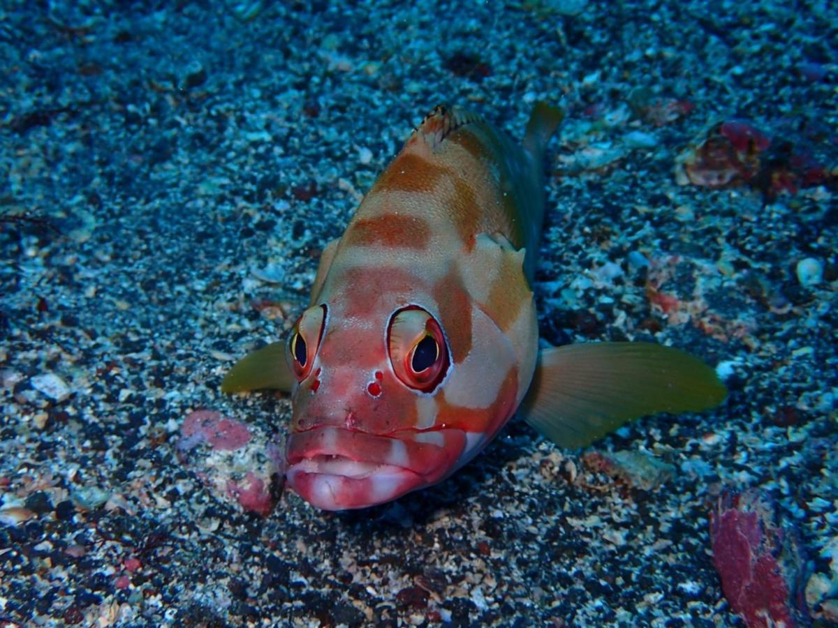 Yuraku Izu-Oshima - Vacation Stay 44721V Zewnętrze zdjęcie